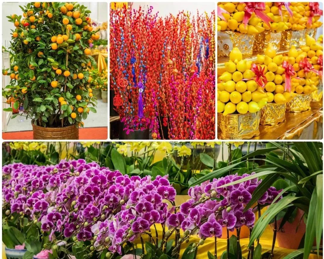 花漾鹏城，新春有约 3200个购花档铺就深圳人年味归途