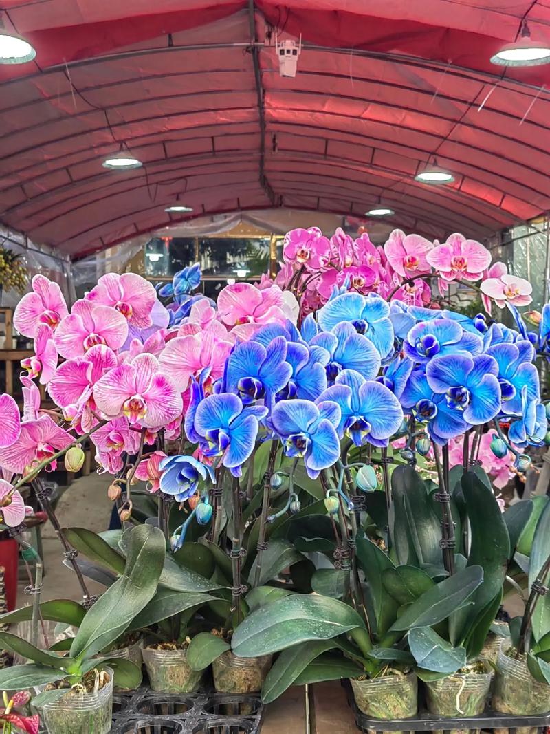 花开富贵好运来 八卦岭春节花卉市场，奏响新春序曲