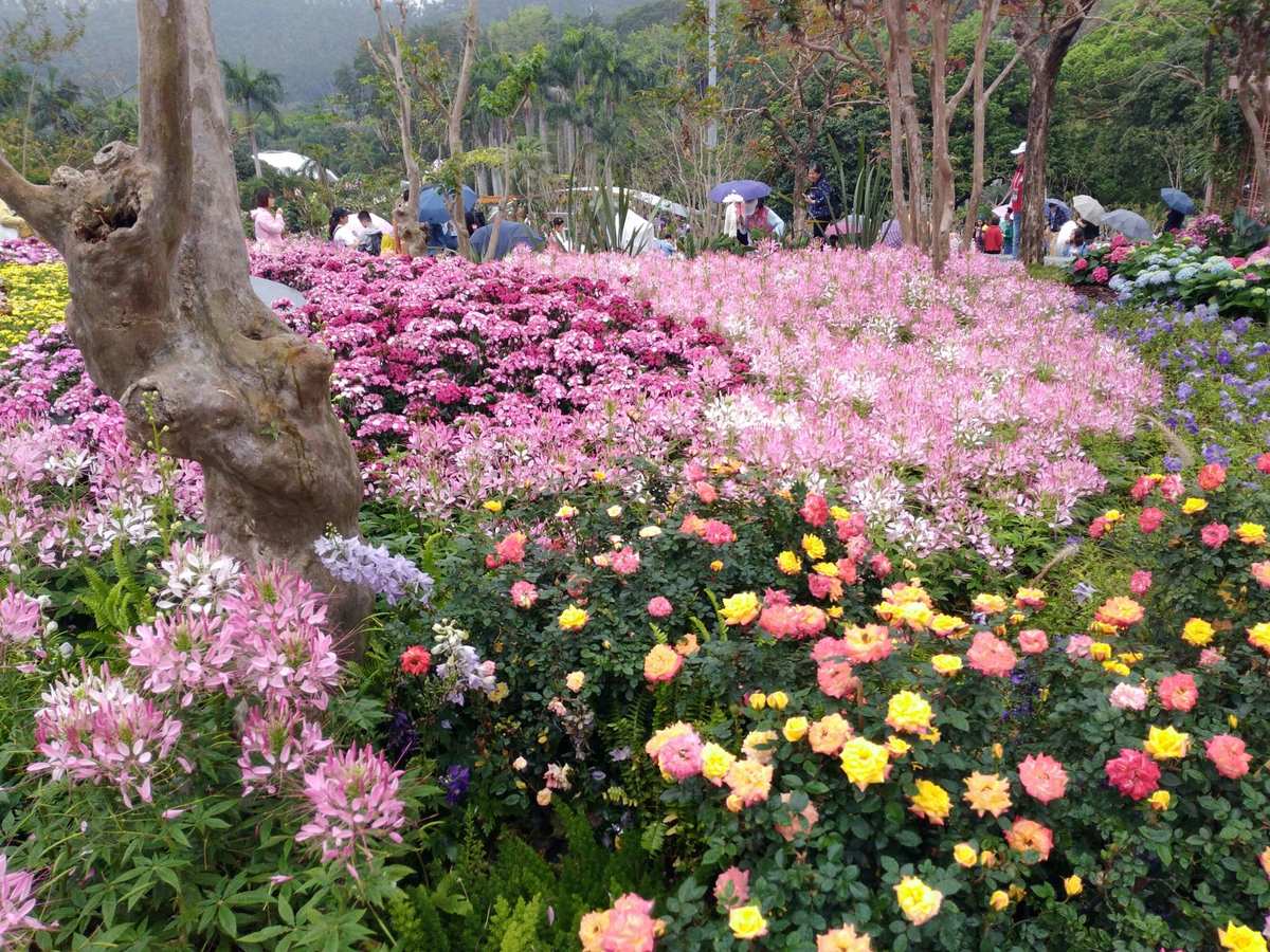 深圳仙湖植物园花展 都市绿心，花漾盛宴