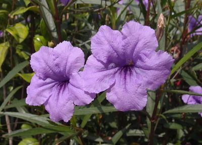 深圳8月花历 炎夏中的绚烂与清凉