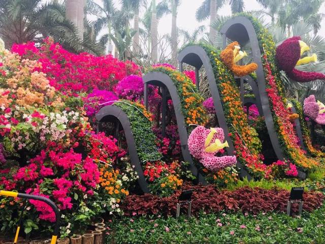 2018年深圳市莲花山勒杜鹃花展 一场缤纷的城市生态盛宴