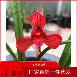 南北繁花映双城 浙江园艺与深圳花卉的绿色交响