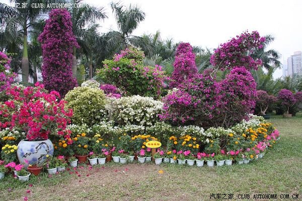簕杜鹃 鹏城绽放的市花，见证深圳的繁荣与活力