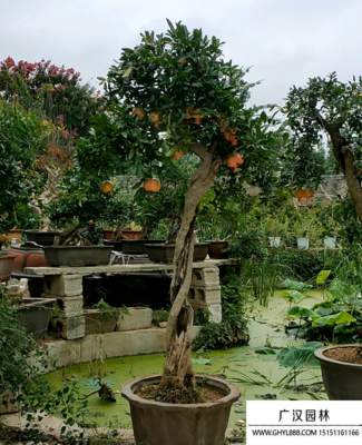 深圳石榴盆景批发市场指南 探寻花木荟萃之地