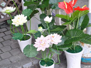 驾着女神，带你发现深圳之美 徜徉荷兰花卉小镇，寻访都市里的秘密花园