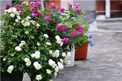 我们的花花世界 深圳花友阳台露台花卉收集鉴赏集锦