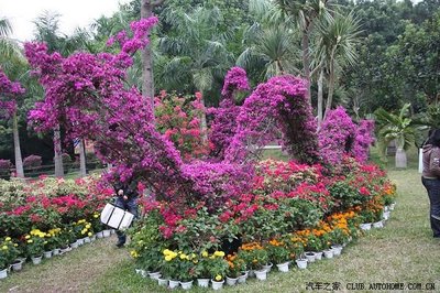 簕杜鹃 深圳的市花与城市精神的绽放